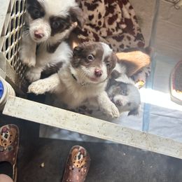 Miniature Australian Shepherd Puppies from Macks Mini Aussies