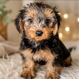 Tanner - Black and tan male Yorkshire Terrier puppy in Broxton, Georgia from More Than Family