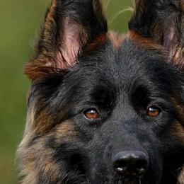 Basta - German Shepherd