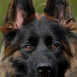 Basta - German Shepherd