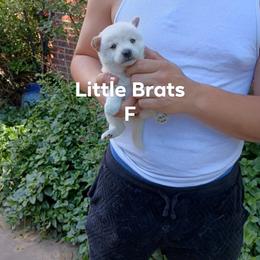 Frosty - Cream female Shiba Inu puppy in Colorado Springs, Colorado from Little Brats