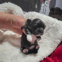 Puppy 1 - Black and white female Shihpoo puppy in Eldon, Missouri from B&B Designer Shihpoo’s