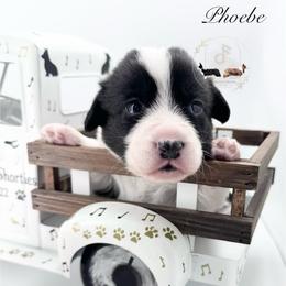Phoebe - Black and white female Cardigan Welsh Corgi puppy in Casper, Wyoming from Flying Note Shorties