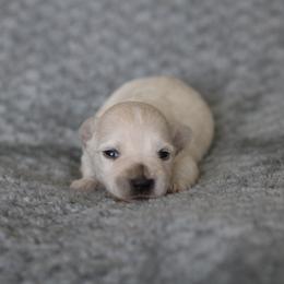 Tawny - White female Miniature Schnauzer puppy in Tremonton, Utah from Rocky Mountain Schnauzer