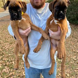 Boxer Puppies from Camas Boxers