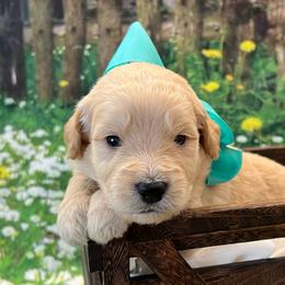 Tank - Cream male Goldendoodle puppy in The Woodlands, Texas from Gracie's Goldendoodles and Bernedoodles