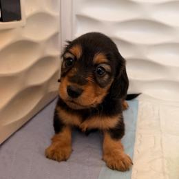 Manny - Black and tan male Dachshund puppy in Southwest Ranches, Florida from Breezy Florida Dachshunds