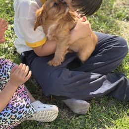 Cavalier King Charles Spaniel Puppies from Family first cavaliers