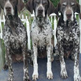 German Shorthaired Pointers from Cool River Kennel