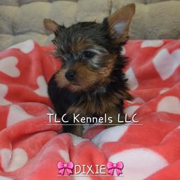 Maltese and Yorkshire Terrier Puppies from TLC Kennels TenderLittleCuties