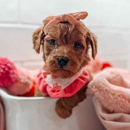 Iris - Red  female Goldendoodle puppy in Iola, Texas from Supreme Doodles of Texas