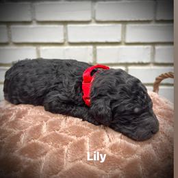 Lily - Black female Poodle puppy in Athens, Georgia from Alexander’s Standard Poodles