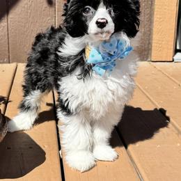 Shrimp - Black and white male Chinese Crested puppy in New Smyrna Beach, Florida from FronkLinn Kennel
