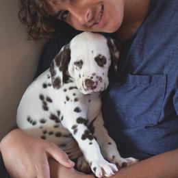 Dalmatian Puppies from Sublime Dalmatians