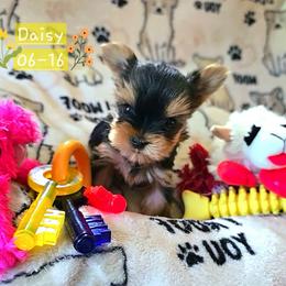 Daisy May - Black and gold female Yorkshire Terrier puppy in Nitro, West Virginia from Kathryn's Yorkies