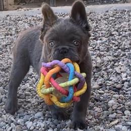Smoke - Blue female French Bulldog puppy in Las Vegas, Nevada from Let it Ride Bulldogs