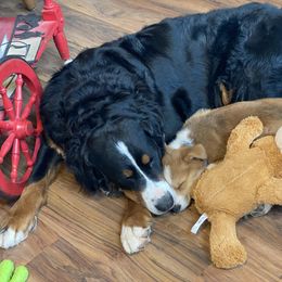 Pembroke Welsh Corgi Puppies from Diamond K Corgis