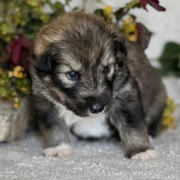 Girl 1 - female Native American Indian Dog puppy in Granby, Colorado from Turtle Island NAIDs