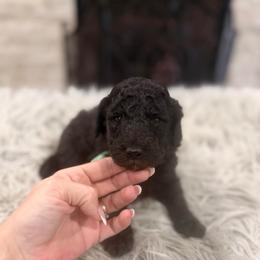 Grayson - Silver male Poodle puppy in Poplarville, Mississippi from Southern Belle Poodles