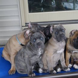 Cane Corso Puppies from Knights Watch Cane Corso