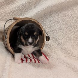 Pembroke Welsh Corgi Puppies from Cozy Hearth Cogis