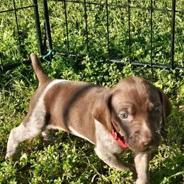 Boy 3 - Liver roan German Shorthaired Pointer puppy in Henderson, Texas from C4 Gun Dogs