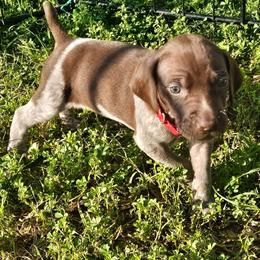 Boy 3 - Liver roan German Shorthaired Pointer puppy in Henderson, Texas from C4 Gun Dogs