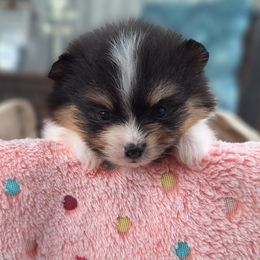 Mona - Black parti female Pomeranian puppy in Oologah, Oklahoma from GG's Pomeranians