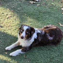 Stevie - Red merle female Miniature Australian Shepherd puppy in Ola, Arkansas from Peaceful Acres