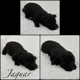 Jaguar - Black male Poodle puppy in Wheatland, California from Sapphire Ridge Poodles