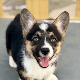 Gold - Black and tan female Pembroke Welsh Corgi puppy in Early, Texas from Mitchell Corgis