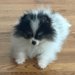 Loki - Black parti male Pomeranian puppy in Cropwell, Alabama from Poms On The Lake
