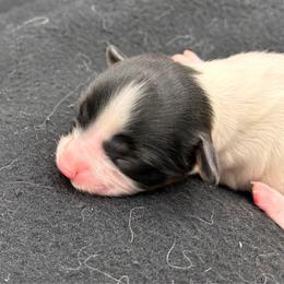 Tri girl - White black and tan female Papillon puppy in Frostproof, Florida from Sequence Papillon