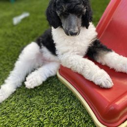 Poodle Puppies from Encantos Standard Poodles PR