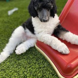 Poodle Puppies from Encantos Standard Poodles PR