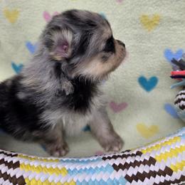 Ash - Blue merle male Pomeranian puppy in Wimberley, Texas from Pitter Patter Poms