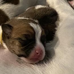 Golden Retriever and Jack Russell Terrier Puppies from Shelby Burleson's Golden Retrievers and Jack Russell Terriers