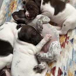 German Shorthaired Pointers from Bethlehem Farms