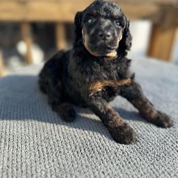 Josie - Phantom female Poodle puppy in Scottsville, Kentucky from Barren River Bernedoodles and Poodles