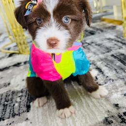 SAPPHIRE - Brown female Maltipoo puppy in Sugar Land, Texas from Celebrity Maltipoos