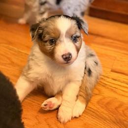 Iris - Blue merle female Miniature Australian Shepherd puppy in Harpers Ferry, West Virginia from Carter's Cuties