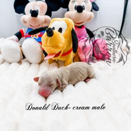 Donald Duck - Cream male Dachshund puppy in Prairieville, Louisiana from Southern Barron Danes & Dachshunds
