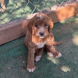 Red Color Male - Red  male Goldendoodle puppy in Loma Rica, California from BloomingPuppies