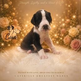 Fiddle - Mantle merle male Great Dane puppy in Liberty, New York from Catskills Greatest Danes