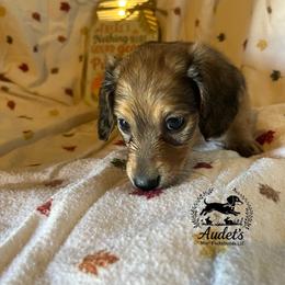 Kellogg - Cream male Dachshund puppy in East Dover, Vermont from Audet’s Mini Dachshunds
