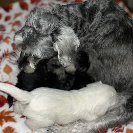 Bella - Miniature Schnauzer