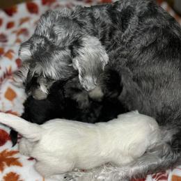 Bella - Miniature Schnauzer