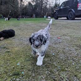 Taco - Blue merle male Aussiedoodle puppy in Yacolt, Washington from Aussiedoodles by Maggie
