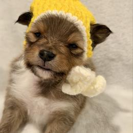 BATMAN - Sable & white male Toy Shetland Sheepdog puppy in Livonia, Michigan from M7’s Shelties, Toonies & AussieDoodles