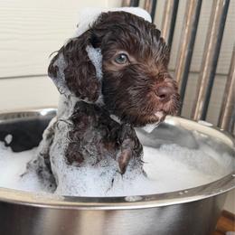 Red - male Golden Mountain Doodle puppy in Leander, Texas from Olive Grove Doodles